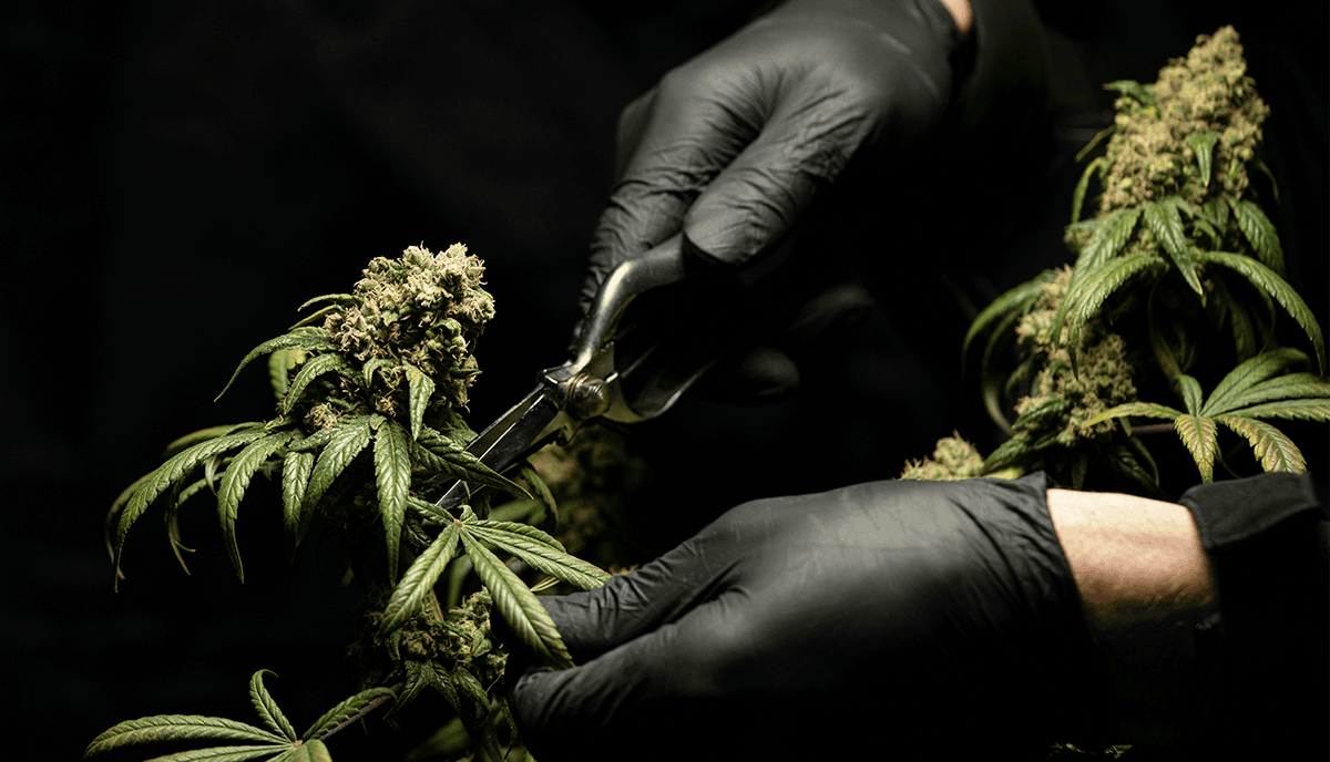 How Are New Weed Strains Made?