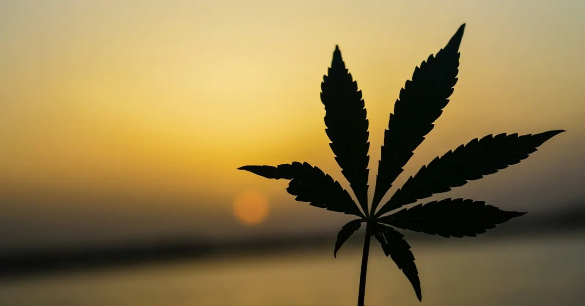 Top 6 Non-Violent Cannabis-Related Sentencing