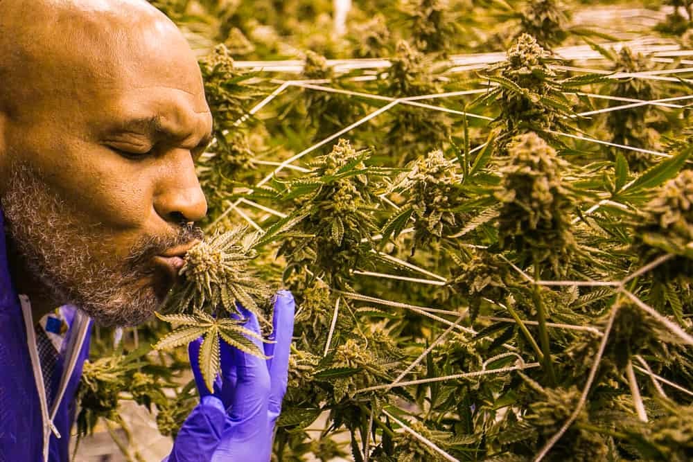 The Best Way to Store Your Weed: Mike Tyson’s Way