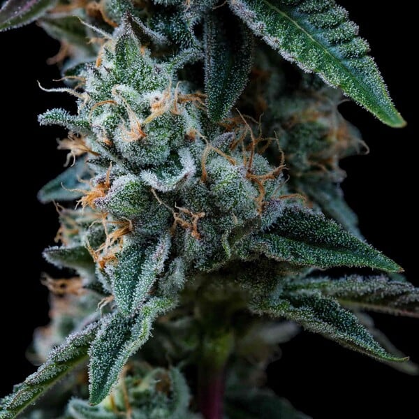 Dynamite Diesel