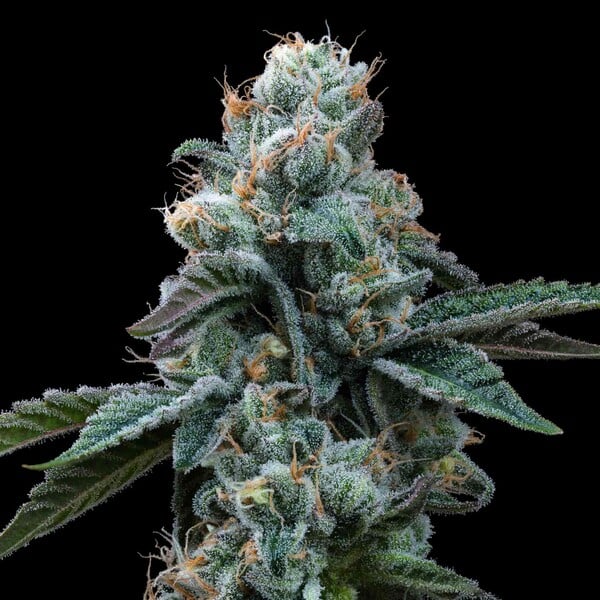 Dynamite Diesel