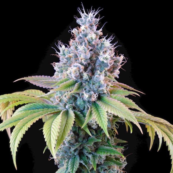 Dynamite Diesel