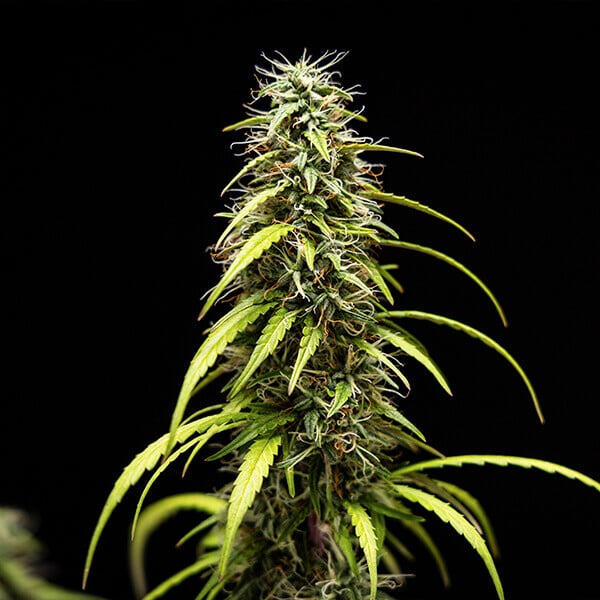 GOAT&#39;lato Auto