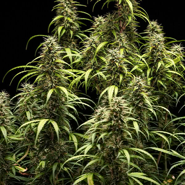 GOAT&#39;lato Auto