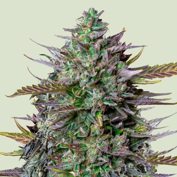 GOAT&#39;lato Auto